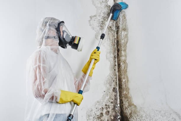Best Industrial Mold Remediation in Sullivans Island, SC