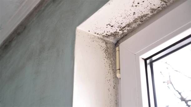 Best Attic Mold Remediation in Sullivans Island, SC