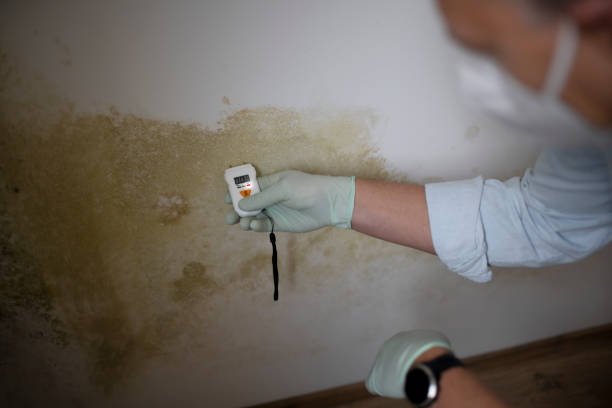 Best Insurance-Related Mold Remediation in Sullivans Island, SC