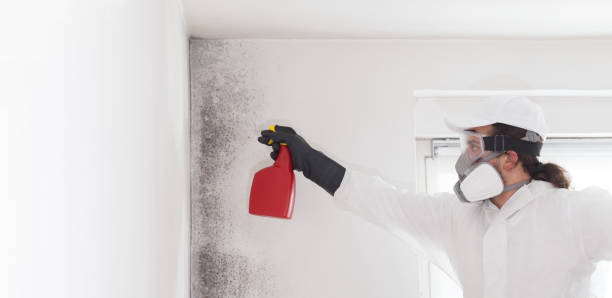 Best Black Mold Remediation in Sullivans Island, SC