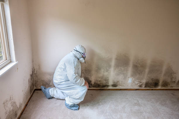 Best Mold Testing and Inspection Services in Sullivans Island, SC